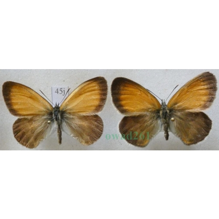 Coenonympha arcania Linnaeus, 1761 x2 Strzępotek perełkowiec Czech45j